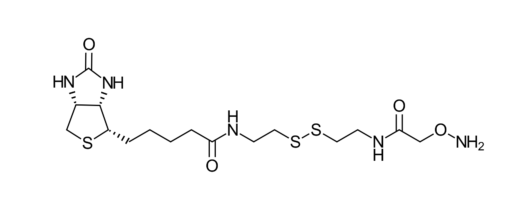 Biotin-SS-oxyamine